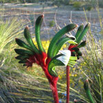 Kangaroo Paw - Känguru-Tatze - Austr. Pflanze, im bot. Garten in Perth zu bestaunen