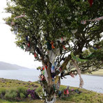 Fairy Tree - für einen Wunsch knotet man ein Tuch an den Feen-Baum