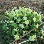 Frühling in Irland