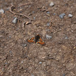Butterfly, my buttterfly... :-)