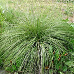 Deer Grass