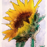 167)  Girasole - Inchiostro e acquerello su carta - 21x29,7 cm - 2022 - IN VENDITA -