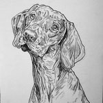 26)   Animals 2 - Grafite su carta - 24x33 - 2018 - IN VENDITA -