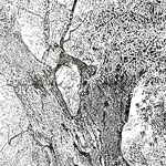 257) Il grande ulivo - Inchiostro, grafite su carta - 25,4x42 cm - 2024 - IN VENDITA -
