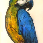 168)  Pappagallo in posa - Inchiostro e acquerello su carta - 21x29,7 cm - 2022 - NON DISPONIBILE -
