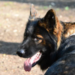 Balu - Foto: Andrea Engelhardt