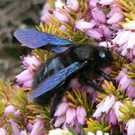 Hyménoptère - Xylocopa violacea ou abeille charpentiere