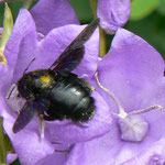 Hyménoptère - Xylocopa violacea ou abeille charpentiere