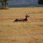 Blesbok (Damaliscus pygargus phillipsi)