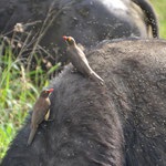 Rodesnavelossenpikkers (Buphagus erythrorhynchus) op de rug van een Waterbuffel