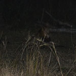 Leeuw onderweg tijdens de Nkabeni avond game drive in Krugerpark