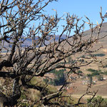 Sigubudu Shelter, San rotstekeningen, uKhahlamba Drakensberg Park