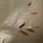 Schmalblättriges Weidenröschen