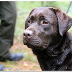 Gilbron Pride Smart Chilli Pepper during retrievers test 28.09.2013