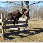 Training for retrieve over a fence