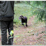 Gilbron Pride Smart Chilli Pepper during retrievers test 28.09.2013