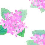 ピンクの紫陽花