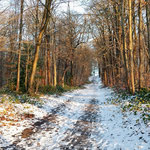 Forêt de Fausse-Reposes sous la neige