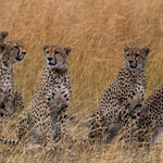 A hungry cheetah group is looking for food. Masai Mara National Reserve, Kenya     © Stephan Stamm
