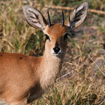 Khutse Game Reserve - Steenbok