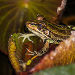 Santo Domingo, Heredia (Costa Rica) - Smoky Jungle Frog © Stephan Stamm