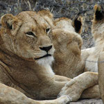 Sabi Sands GR (Chitwa Chitwa) - young Lions