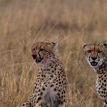 After their meal. Masai Mara National Reserve, Kenya     ©2017 Stephan Stamm