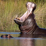 Okavango Delta (Vumbura Plains) - Rhino