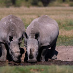 Khama Rhino Sancturay - White Rhinos