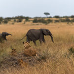 Lions are watching at Elephants. Masai Mara National Reserve, Kenya     ©2017 Stephan Stamm