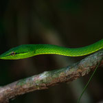 Totuguero Nation Park (Costa Rica) - Vine Snake © Stephan Stamm