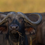 We African Buffalo are one of the Big Five. Masai Mara National Reserve, Kenya     ©2017 Stephan Stamm