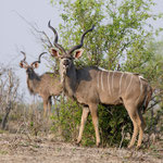 Chobe River Front - Kudu