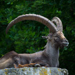 Wildlife Park Zurich Langenberg (Switzerland) - The big old Ibex is resting on a rock     © Stephan Stamm
