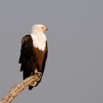Chobe River Front - African Fish-Eagle