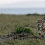With full speed hunts the Cheetah behind the Impala. Masai Mara National Reserve, Kenya     ©2019 Stephan Stamm