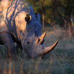 Khama Rhino Sanctuary - White Rhino