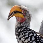 Khutse Game Reserve - Southern Yellow-billed Hornbill