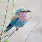 Chobe NP (Savuti) - Lilac-breasted Roller