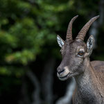 Creux du Van (Jura, Switzerland) - An Ibex came close to me     © Stephan Stamm