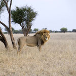 Khutse Game Reserve - Male Lion