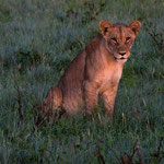 Okavango Delta (Abu) - Young Lion sitting between Flowers