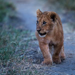 Where to go the way, lion cub? Masai Mara National Reserve, Kenya     ©2017 Stephan Stamm