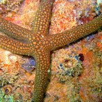Sea star (Ningaloo Reef) © 2008