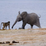 Chobe River Front - Young elephant scares away a baboon