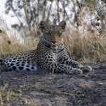 Chobe NP - Leopard stopped hunting