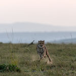 With the target always in sight, the cheetah runs behind the Impala. Masai Mara National Reserve, Kenya     ©2019 Stephan Stamm