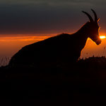 Niederhorn, Bern (Switzerland) - Alpine Ibex (Female) in front of the sunset     © Stephan Stamm