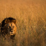 Wonderful Male Lion. Masai Mara National Reserve, Kenya     ©2017 Stephan Stamm