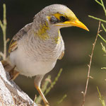 Yellow-throated Miner